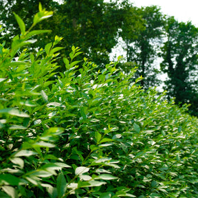 Ligustrum vulgare Atrovirens - Troène commun Atrovirens - Troènes