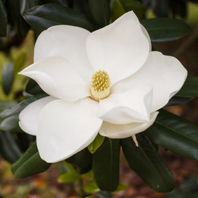 Magnolias - Magnolia grandiflora Alta - Magnolia grandiflora Alta