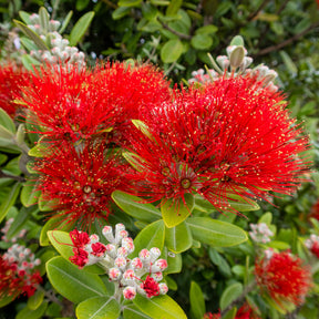 Pohutukawa - Metrosideros excelsa - Metrosideros excelsa - Willemse