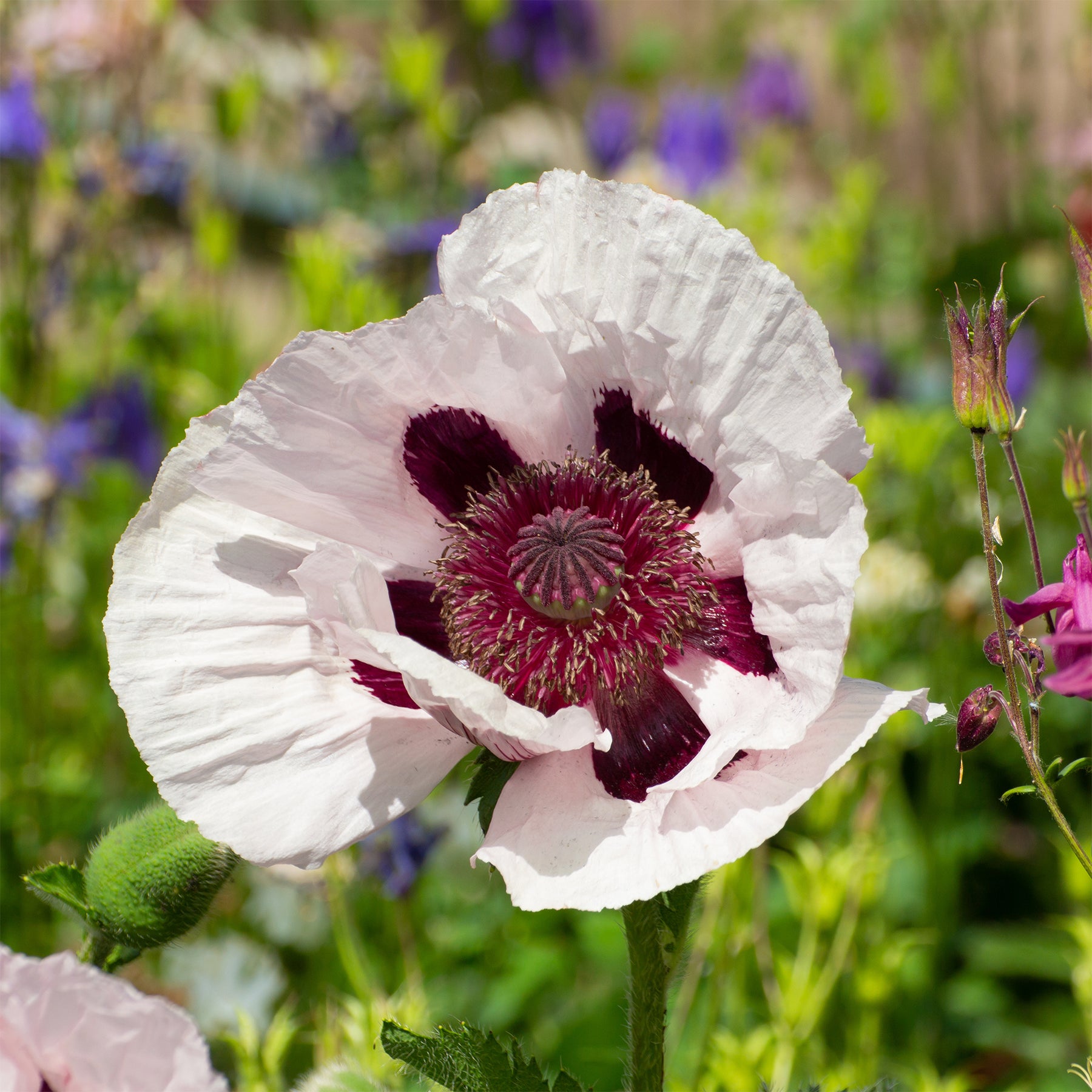 Papaver orientale Royal Wedding - Pavot d'Orient Royal Wedding - Pavot d'Orient