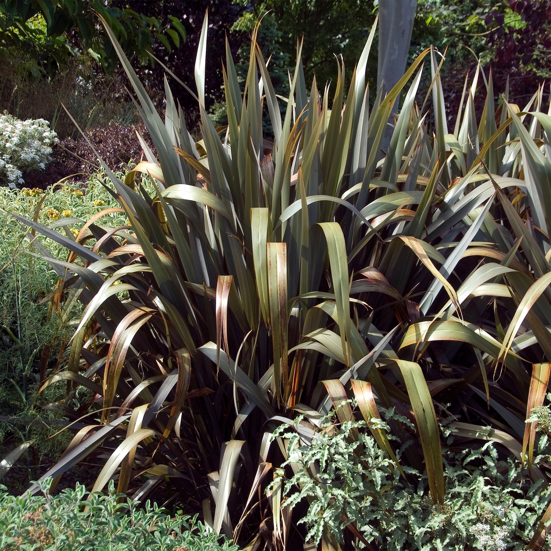 Phormium Bronze Baby - Lin de Nouvelle-Zélande - Willemse