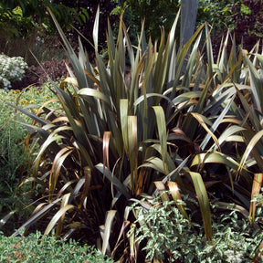 Phormium Bronze Baby - Lin de Nouvelle-Zélande - Willemse