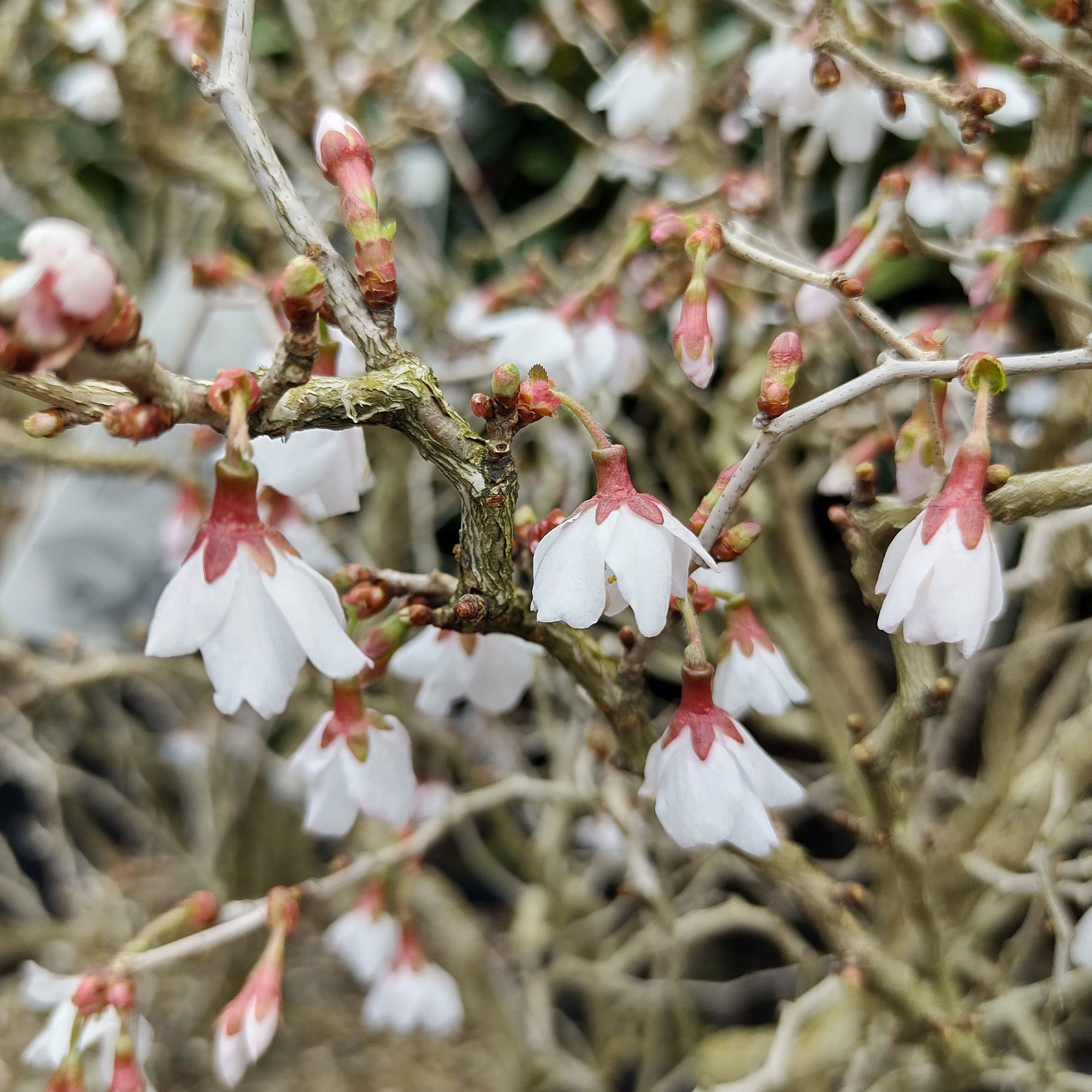 Cerisier à fleur du Japon Kojo-No-Mai - Prunus incisa Kojo-No-Mai - Willemse
