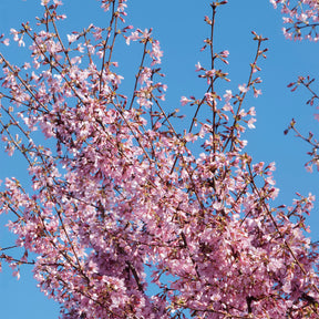Cerisier à fleur du Japon nain Paean - Willemse