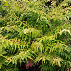Rhus typhina Tiger Eyes - Sumac de Virginie Tiger Eyes - Arbustes