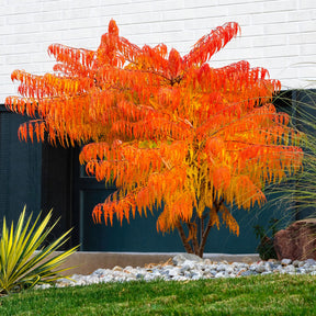 Sumac de Virginie Tiger Eyes - Rhus typhina Tiger Eyes - Willemse