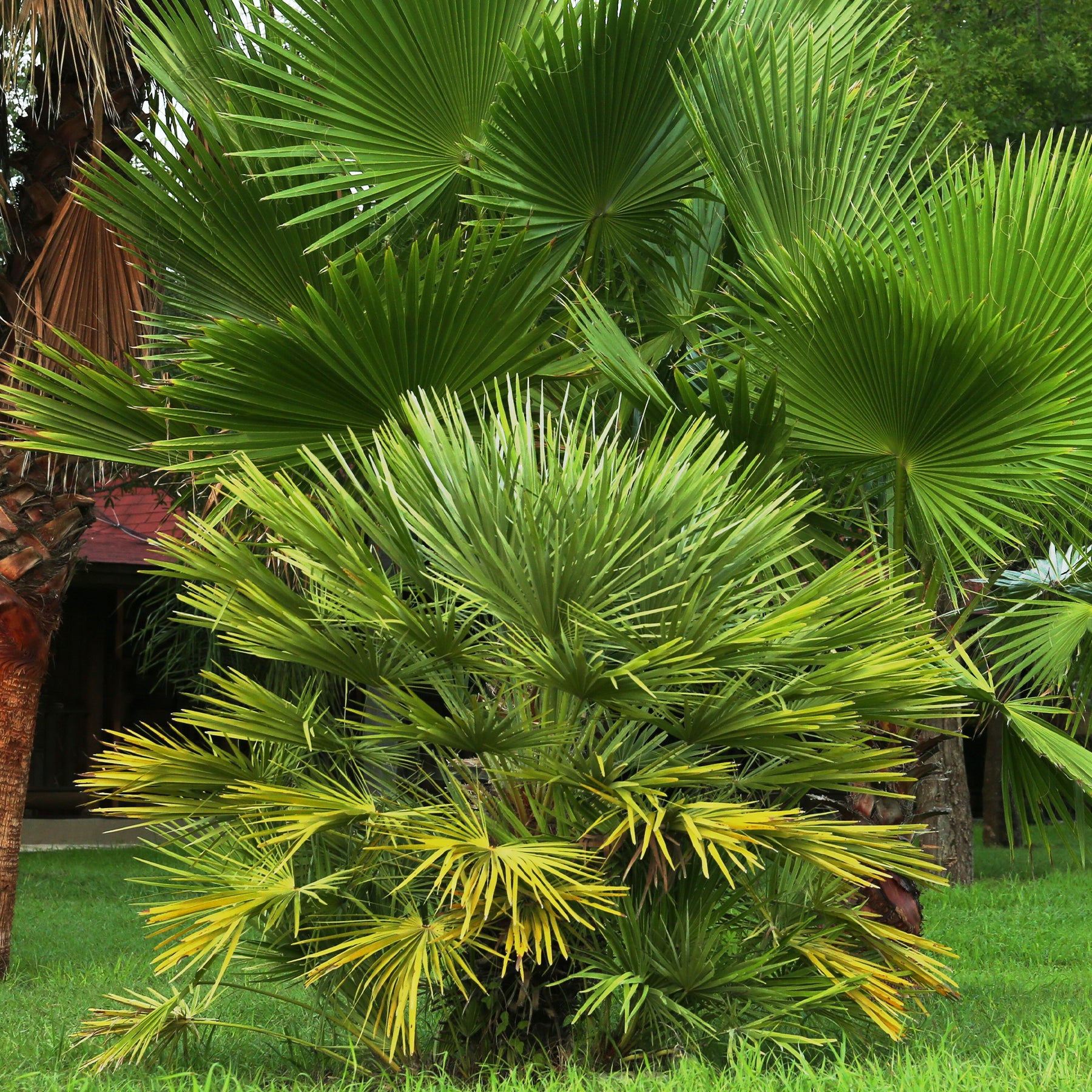 Sabal minor - Sabal nain - Palmer nain à feuilles éventail - Palmier
