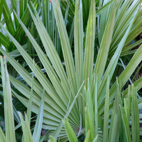 Sabal nain - Palmer nain à feuilles éventail - Sabal minor - Willemse