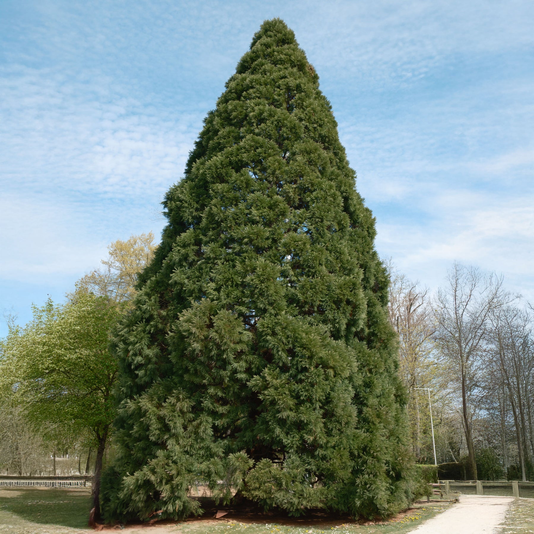 Conifères - Séquoia géant - Sequoiadendron giganteum