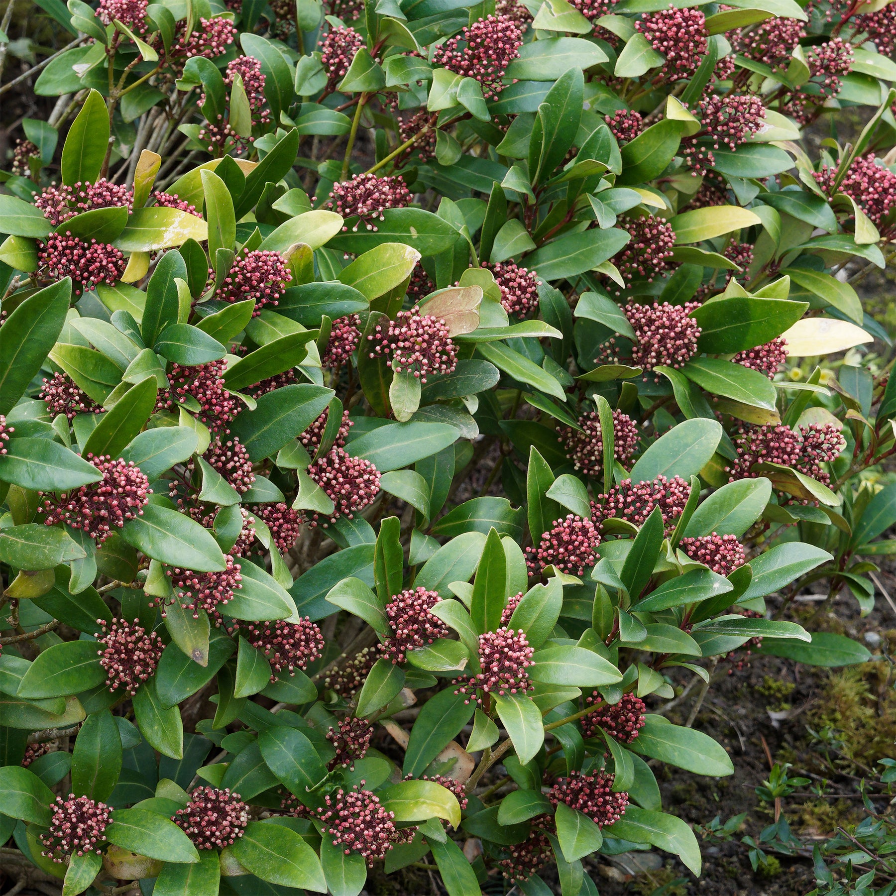 Arbustes à feuillage persistant - Skimmia du Japon Rubella - Skimmia japonica Rubella