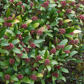 Arbustes à feuillage persistant - Skimmia du Japon Rubella - Skimmia japonica Rubella