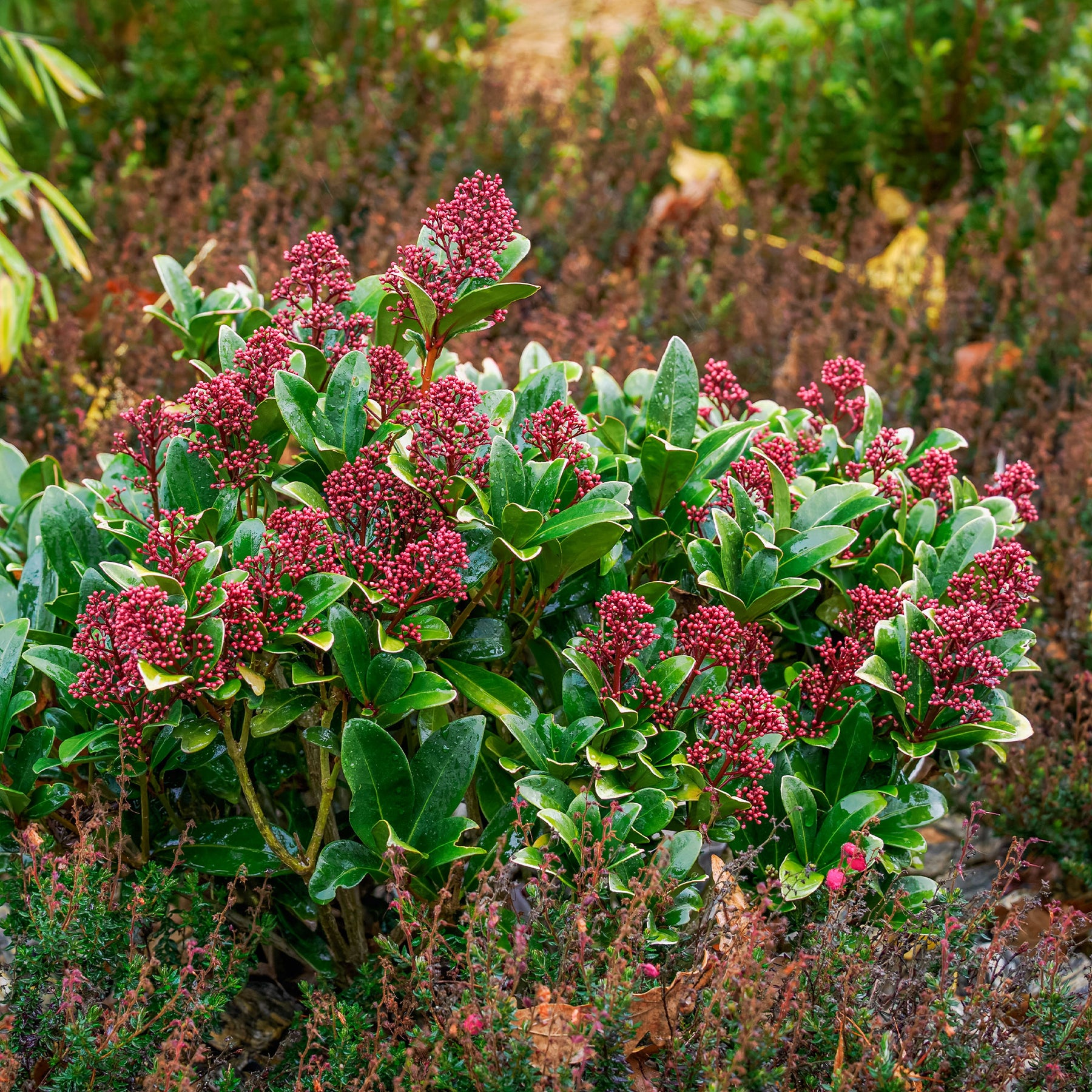 Vente Skimmia du Japon Rubella - Skimmia japonica Rubella
