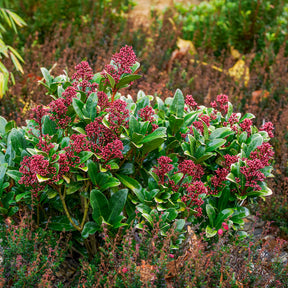 Vente Skimmia du Japon Rubella - Skimmia japonica Rubella