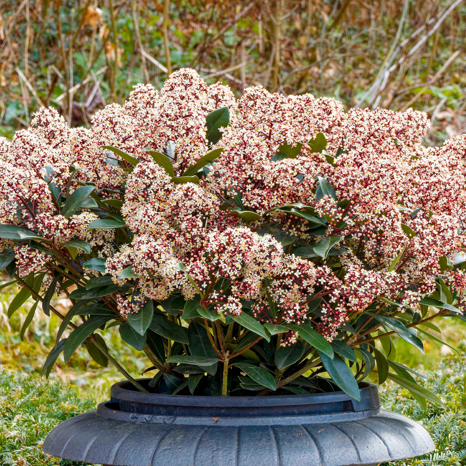 Vente Skimmia du Japon Rubella