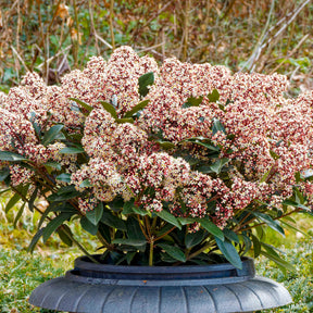 Vente Skimmia du Japon Rubella