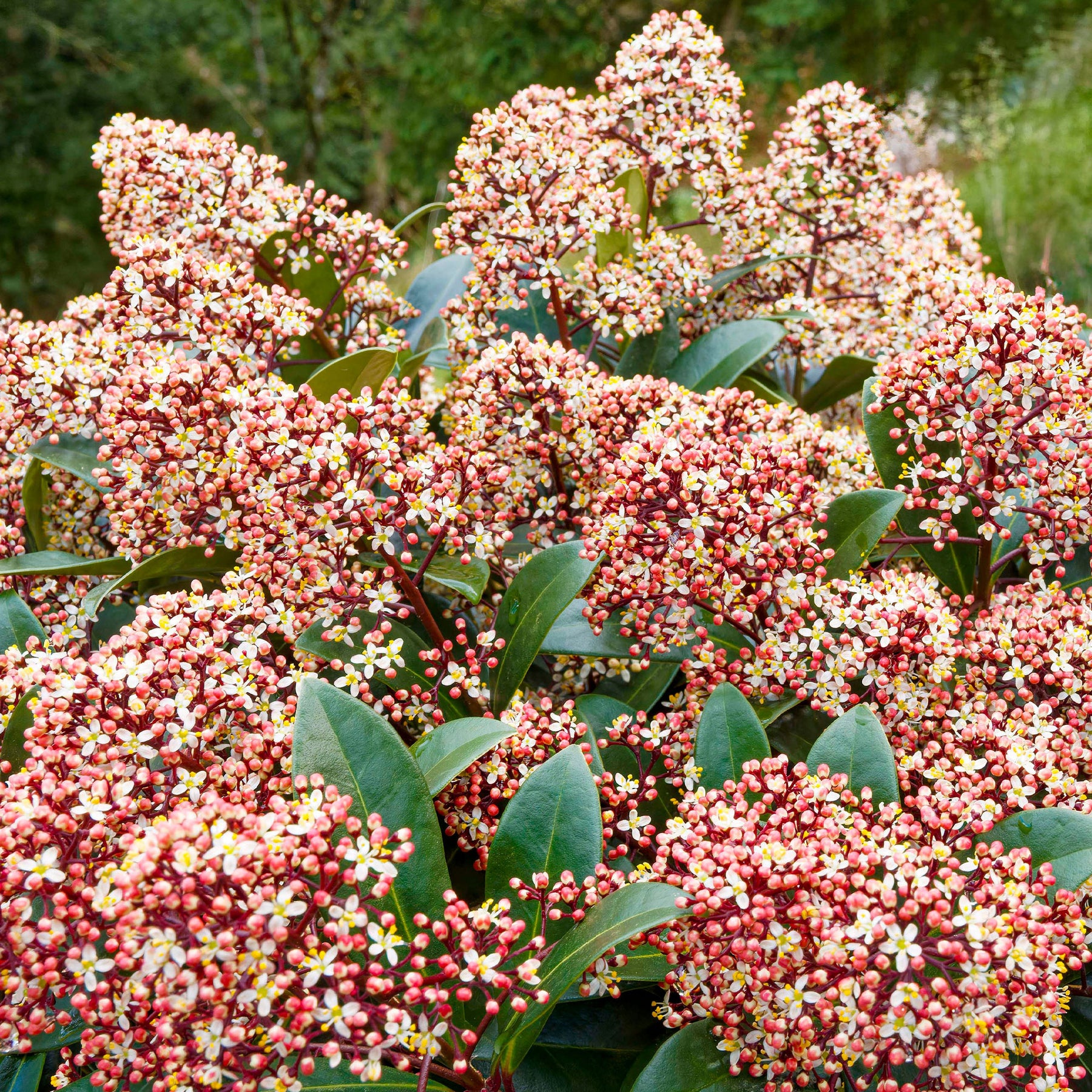 Skimmia du Japon Rubella - Arbustes à feuillage persistant - Willemse