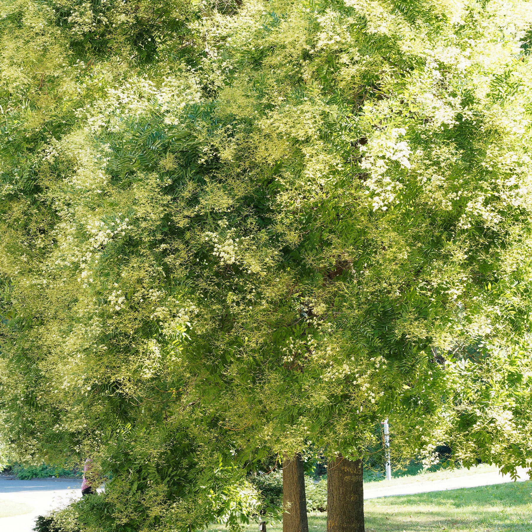 Sophora du Japon - Sophora japonica - Willemse