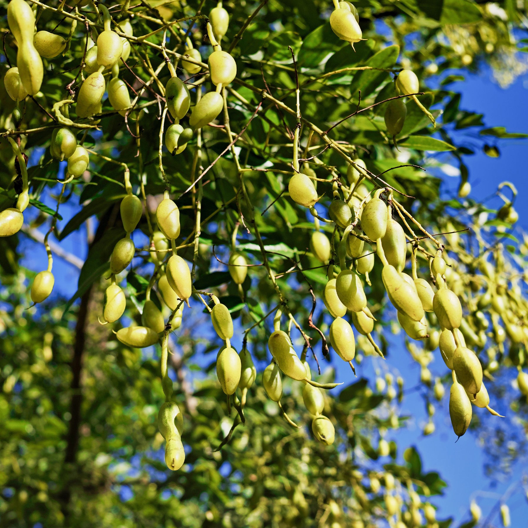 Sophora japonica - Sophora du Japon - Grands arbres