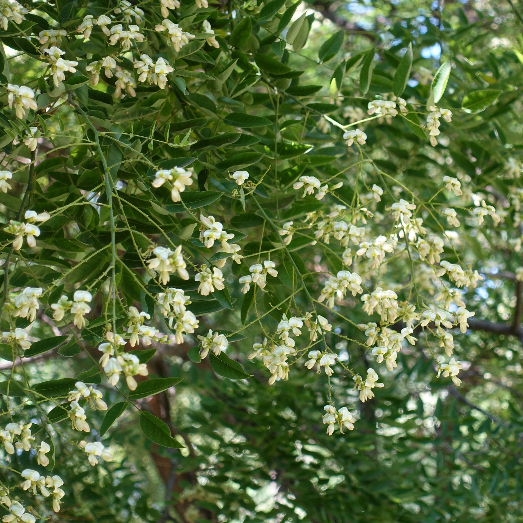 Grands arbres - Sophora du Japon - Sophora japonica