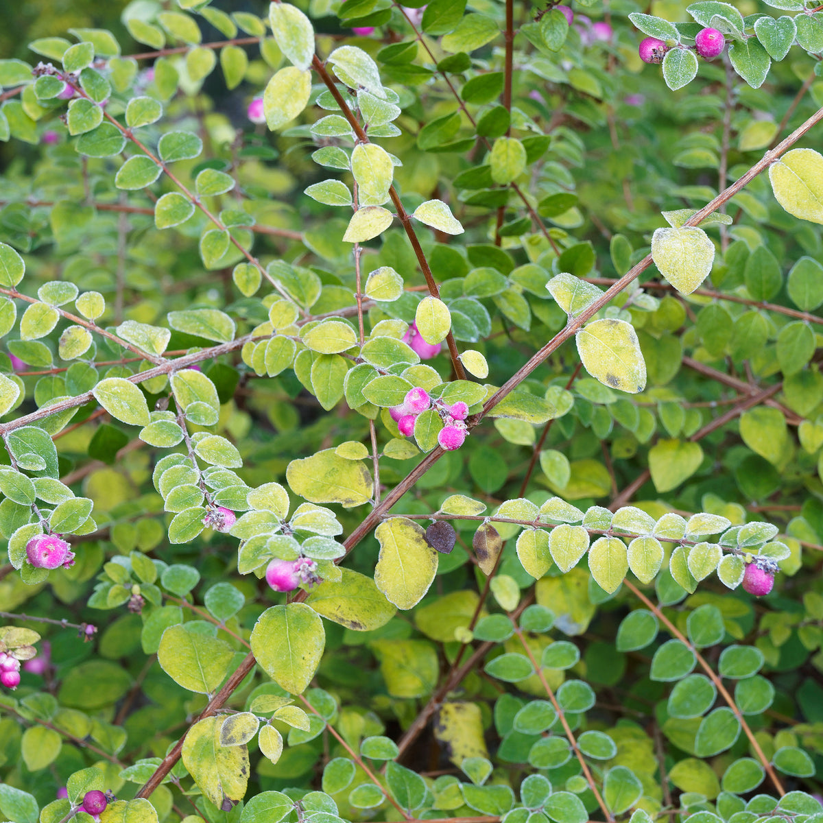 Symphorine de Chenault Hancock - Symphoricarpos chenaultii Hancock - Willemse