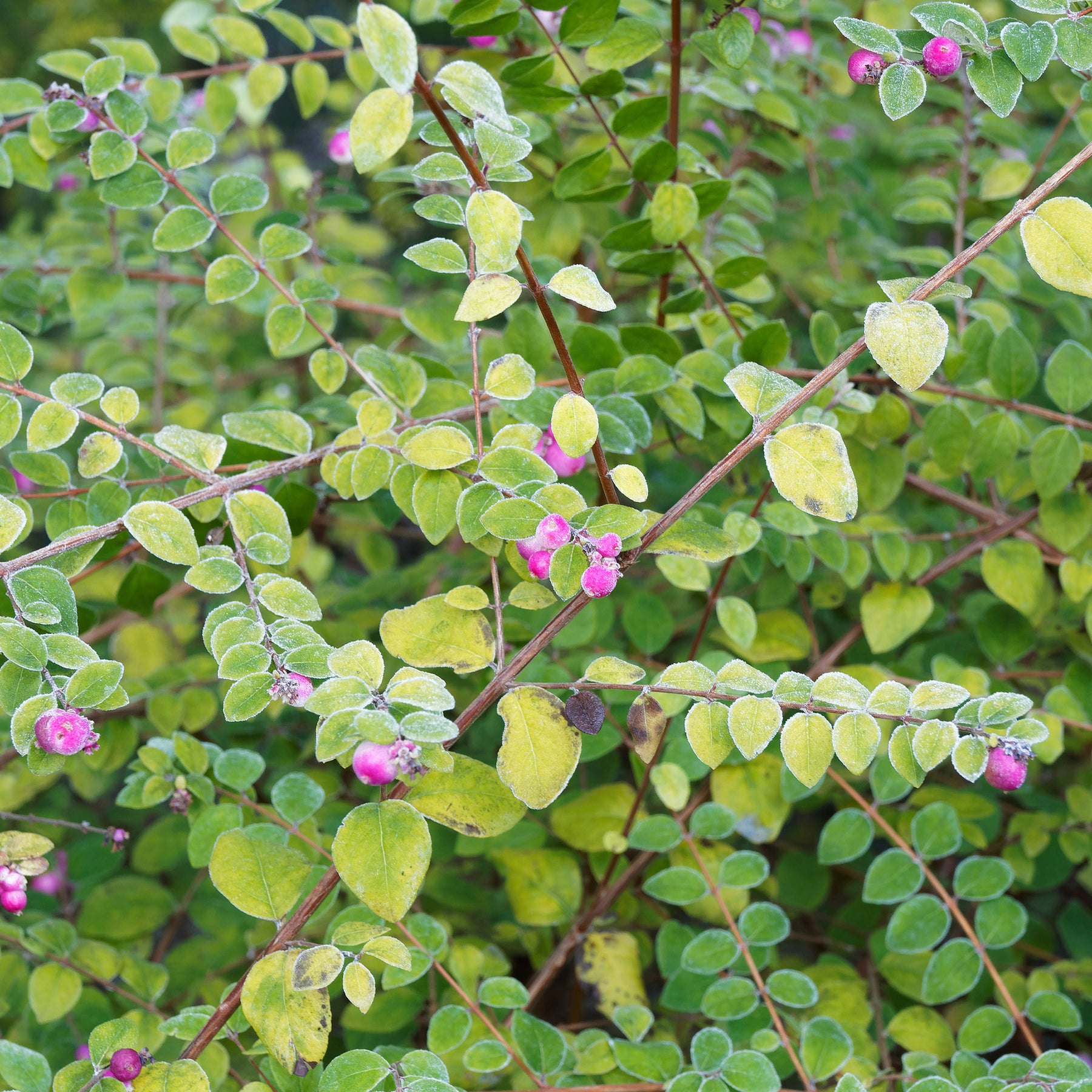 Symphorine de Chenault Hancock - Symphoricarpos chenaultii Hancock - Willemse