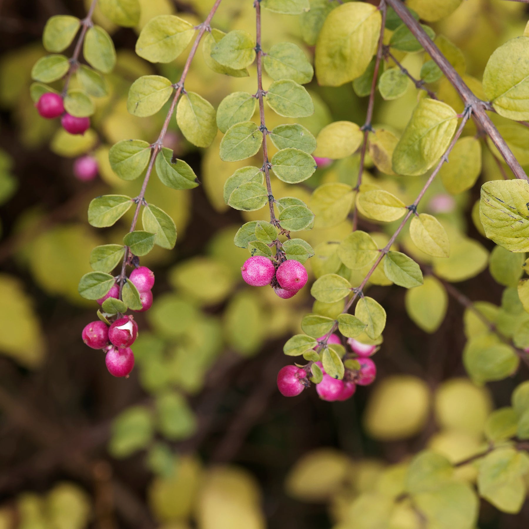 Symphorine - Symphorine de Chenault Hancock - Symphoricarpos chenaultii Hancock