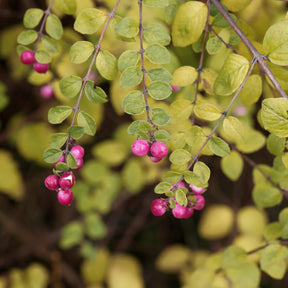 Symphorine - Symphorine de Chenault Hancock - Symphoricarpos chenaultii Hancock