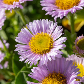 Erigeron glaucus - Vergerette à feuilles glauques - Erigeron