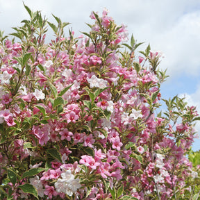 Weigélia florida Variegata - Willemse