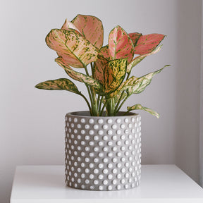Aglaonema Pink Star - Willemse