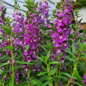 Angelonia - Angélonia - Angélonia
