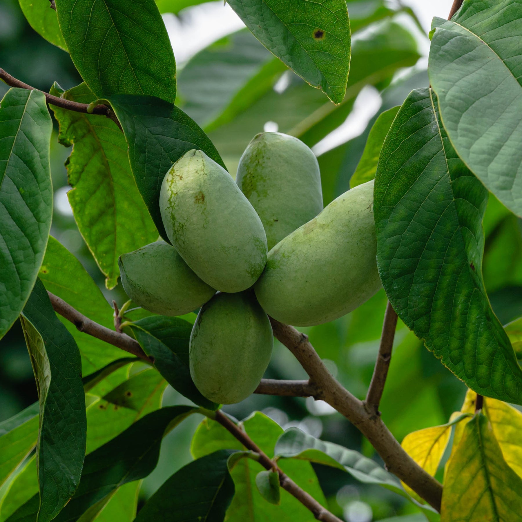 Vente Asiminier - Pawpaw