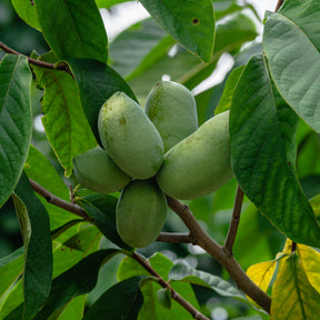 Vente Asiminier - Pawpaw