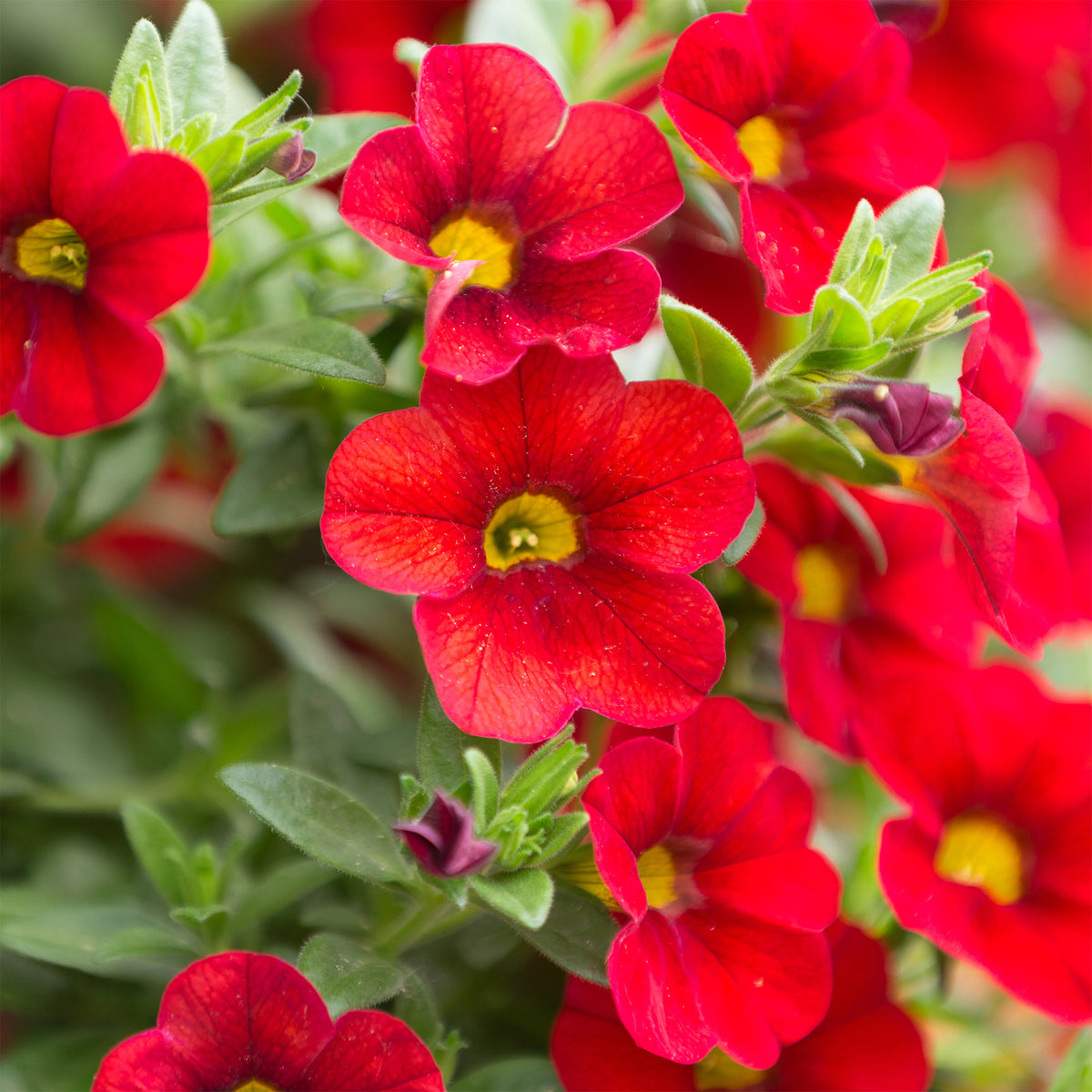 Mini-pétunia rouges - Calibrachoa hybride red - Willemse