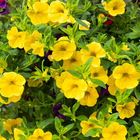 Mini-pétunia jaunes - Calibrachoa hybride yellow - Willemse