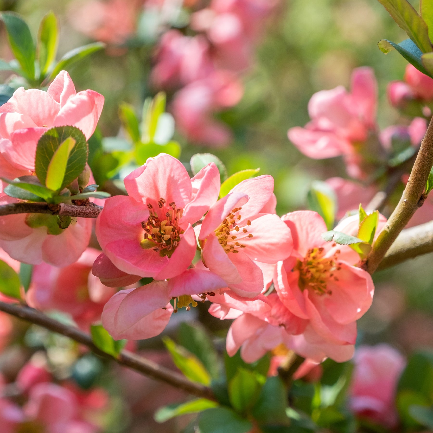 Cognassier du Japon Pink Lady - Chaenomeles x superba Pink Lady - Willemse