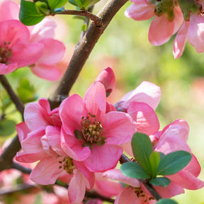 Cognassier du Japon Pink Lady - Willemse