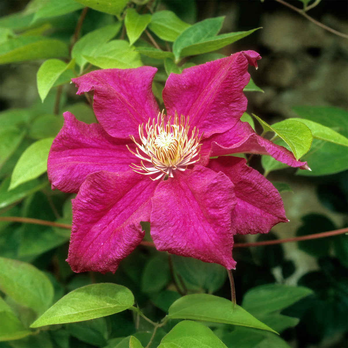 Clématite italienne Ernest Markham grimpante - Clematis viticella Ernest markham - Willemse