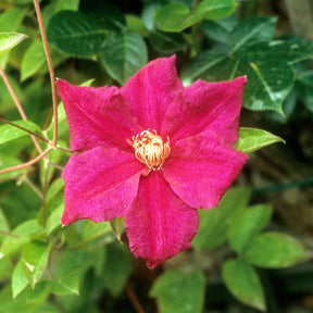 Clématites - Clématite italienne Ernest Markham grimpante - Clematis viticella Ernest markham