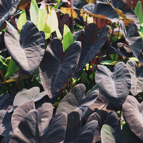 Colocasia rubra Black Magic - Colocasia Black Magic - Oreille d'éléphant - Plantes de berges
