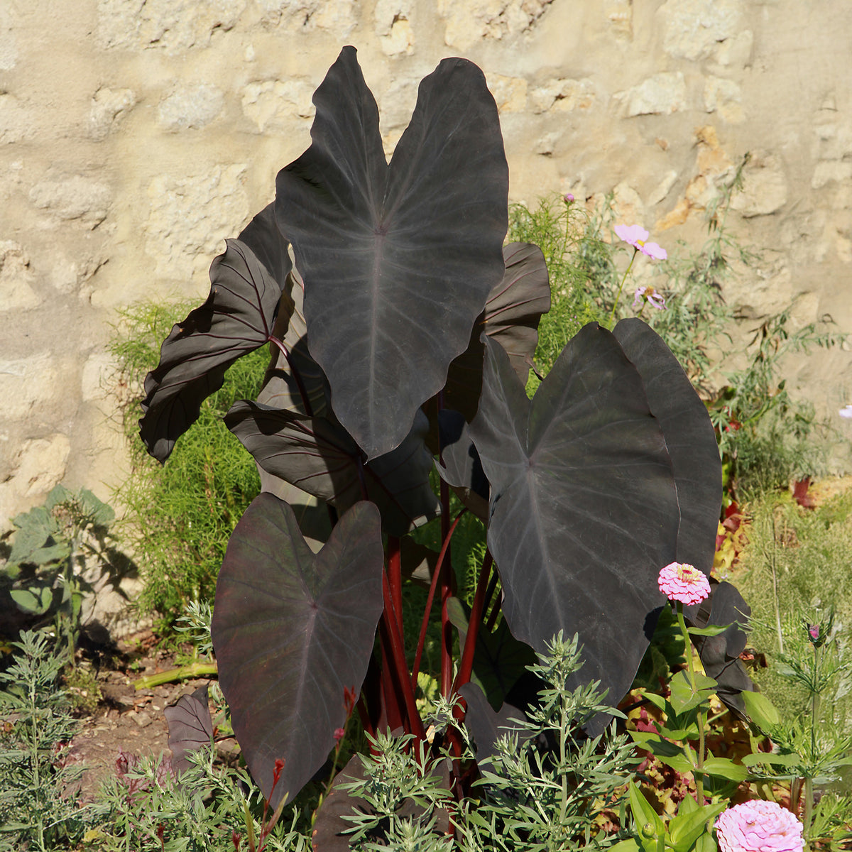 Colocasia Black Magic - Oreille d'éléphant - Colocasia rubra Black Magic - Willemse