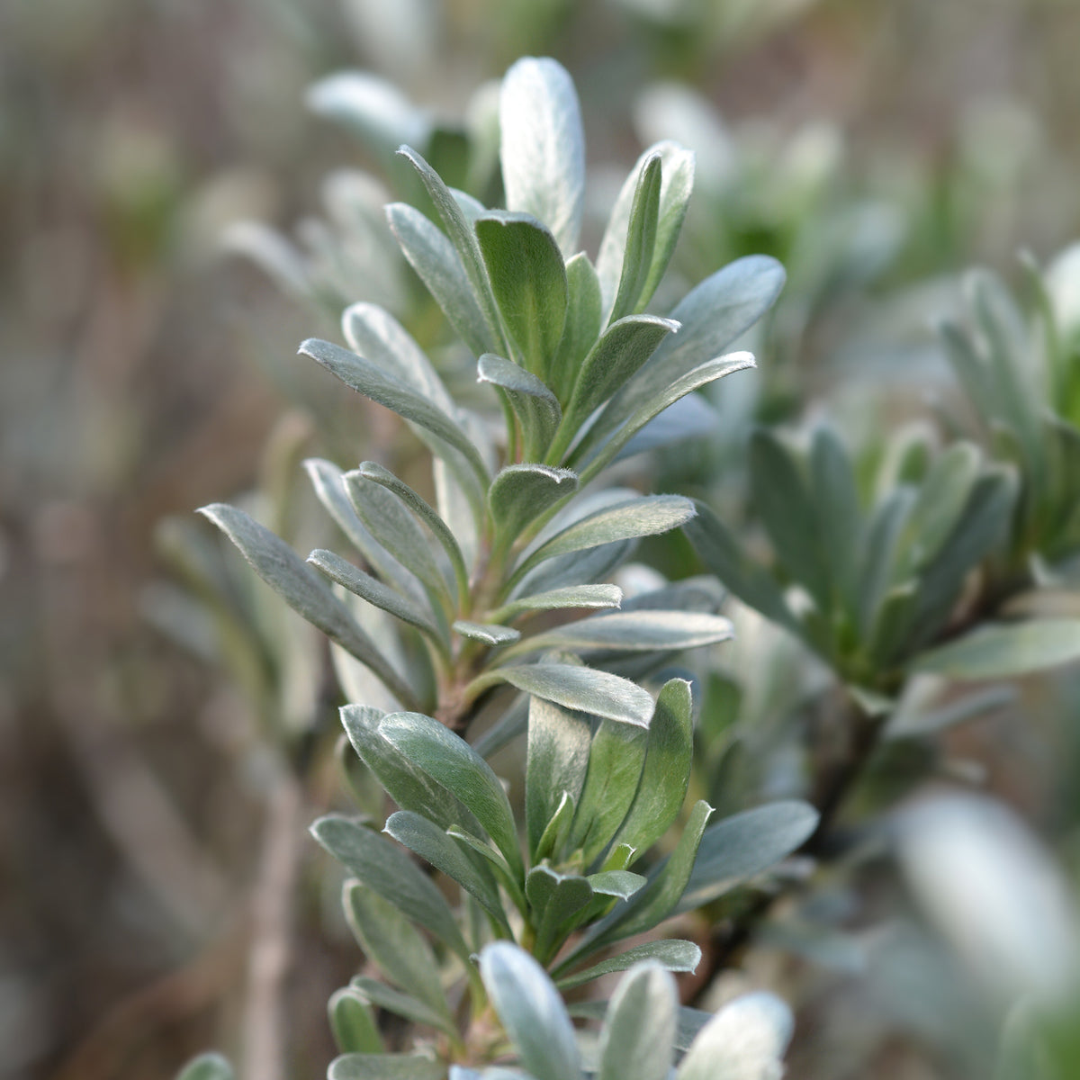 Liseron arbustif argenté - Convolvulus cneorum - Willemse