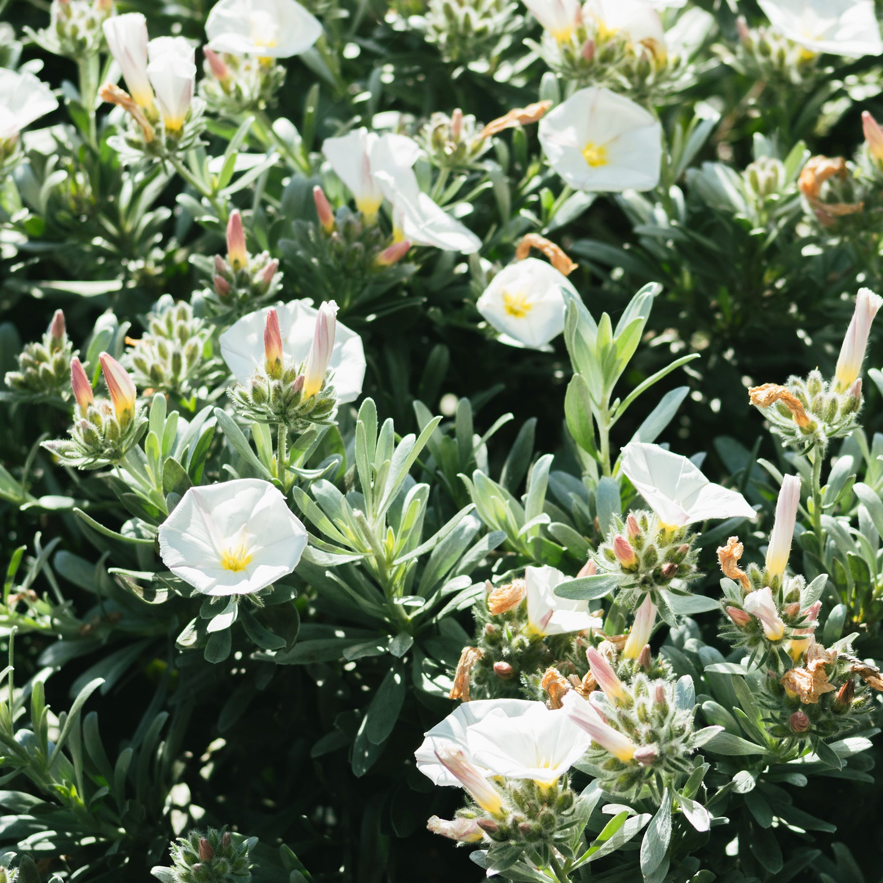 Convolvulus cneorum - Liseron arbustif argenté - Vivaces couvre-sol