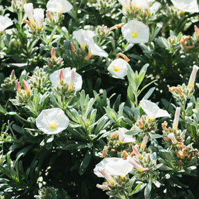 Convolvulus cneorum - Liseron arbustif argenté - Vivaces couvre-sol