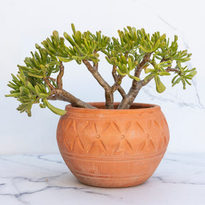 Crassula ovata Gollum - Crassula ovata Gollum - Willemse