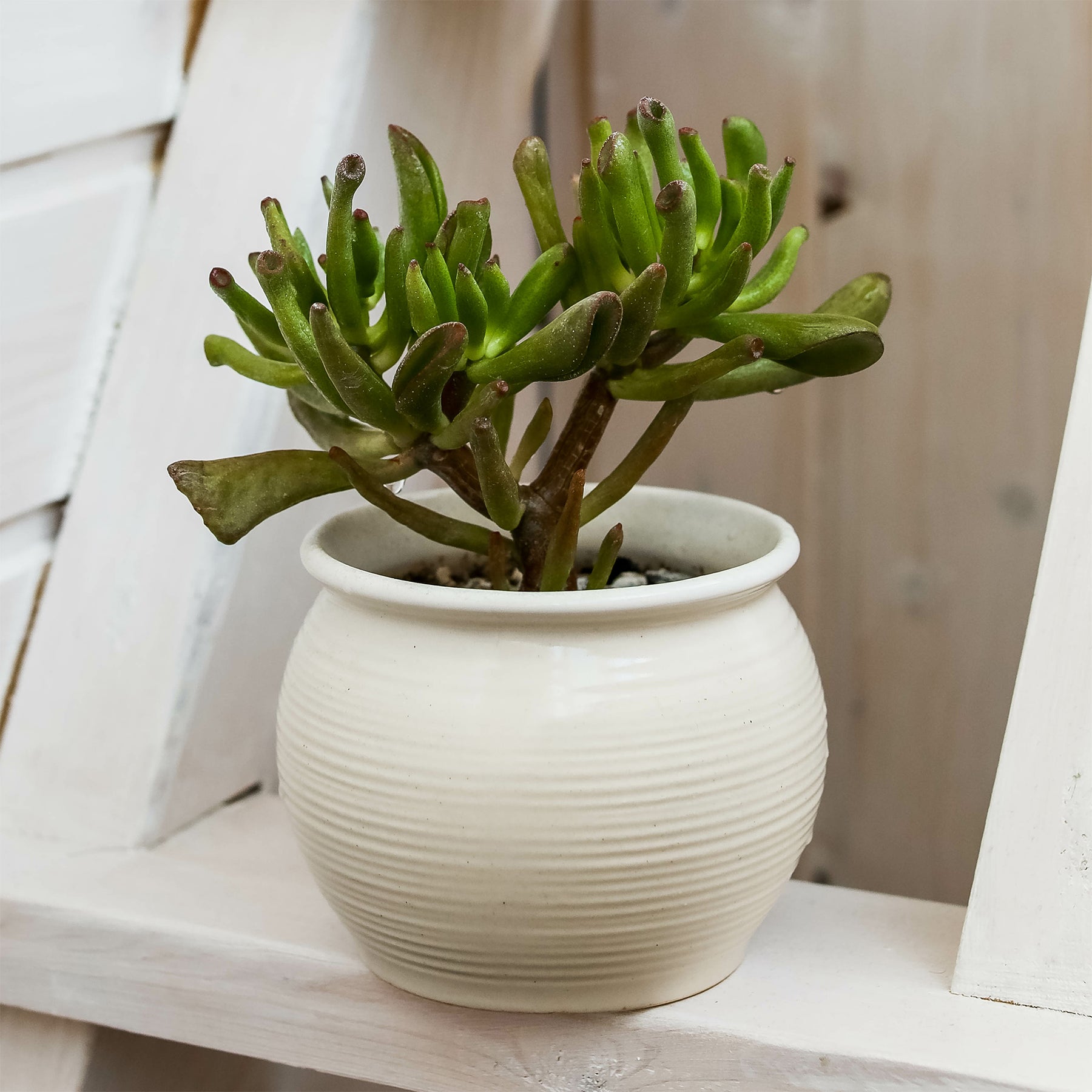 Crassula ovata Gollum - Willemse