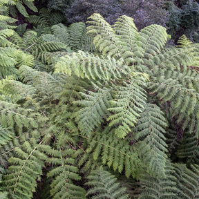 Fougères - Fougère arborescente - Cyathea australis