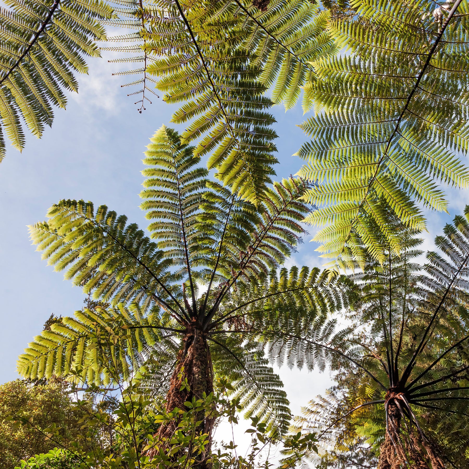 Fougère arborescente - Cyathea australis - Willemse