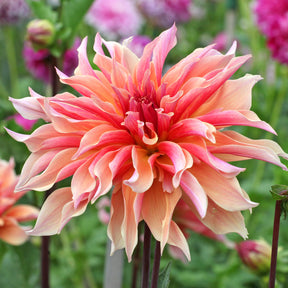 Dahlia décoratifs  Labyrinth