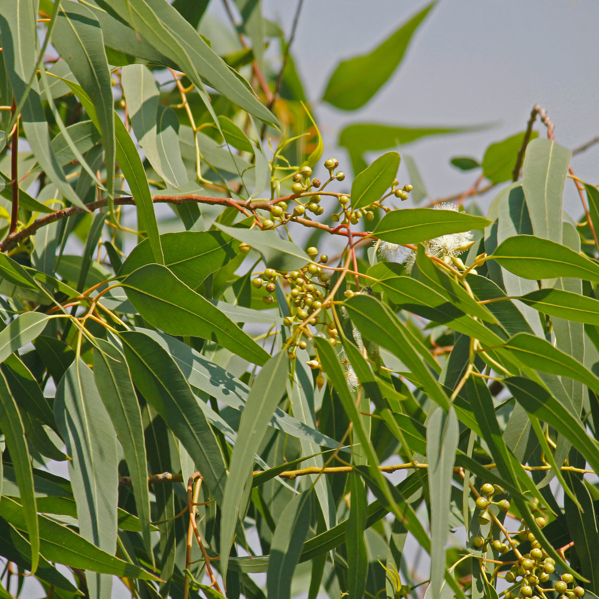 Eucalyptus citronné - Willemse